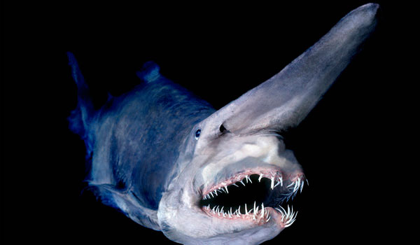 goblin shark picture