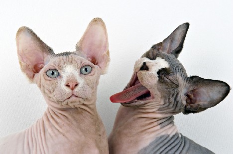 sphynx hairless cats